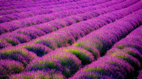 Lavender Wallpaper 64 Images