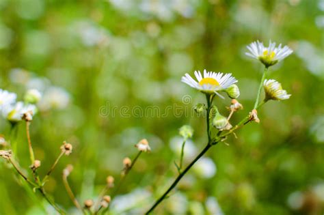 Wild Camomile Flowers Growing On Green Meadow Abstract Floral