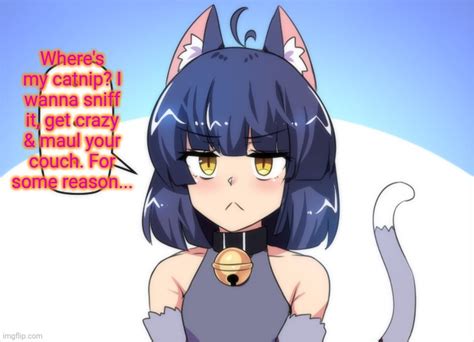 Share More Than 70 Anime Cat Girl Meme Latest Incdgdbentre