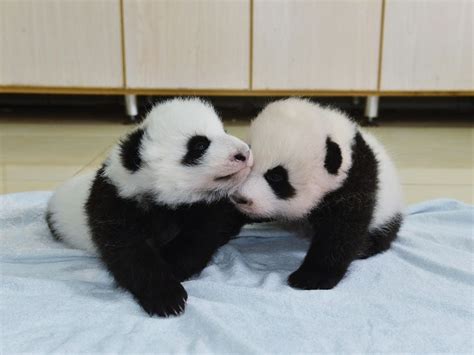 The Atlanta Zoos Twin Panda Cubs Have Adorable New Names Babypandas