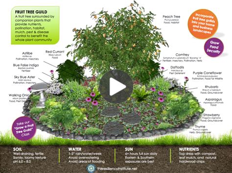 Add A Little Permaculture Into Your Life By Planting A Fruit Tree Guild