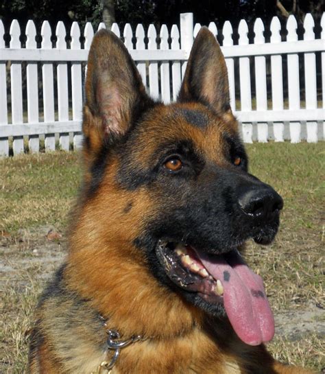 German Shepherd Dogs Trained Guard Dogs For Sale In Sanford Fl