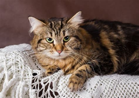 purebred siberian cat stock image image of breed friendly 70800943