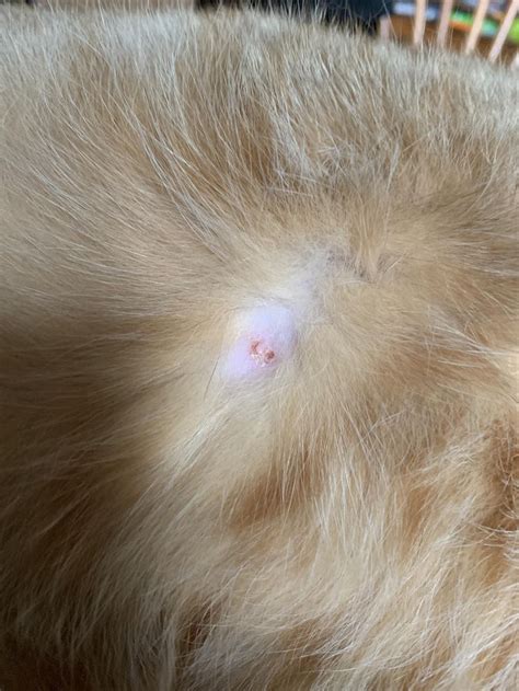 Do you ever hear lay awake at night, listening to the unceasing sounds of scratching, nibbling, thumping, and unfortunately, due to these pathways that they create, opossums lose their young who fall through the cracks, becoming trapped within the walls. Can someone please tell me what this is on my cat https ...