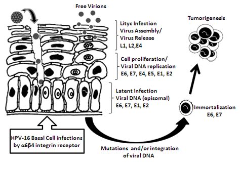 The Hpv Life Cycle Hpvs Establish Latent Infection In The Basal Cells