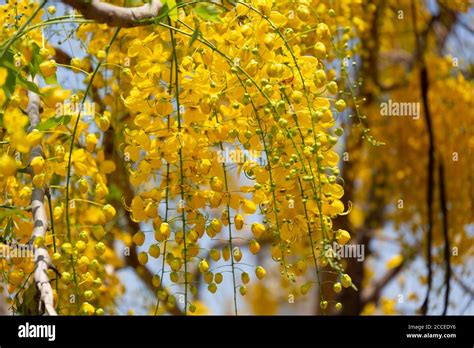 Kani Konna A Kerala Flower Used As A Symbol Of Vishu Kani A Hindu