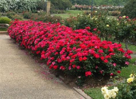 If You Have Full Sun Plant These Knockout Roses They Are Inexpensive