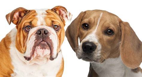 Make sure you understand and research all dog breeds you are looking to own before purchasing your puppy from one of our reputable breeders. Beabull - The Beagle English Bulldog Mix