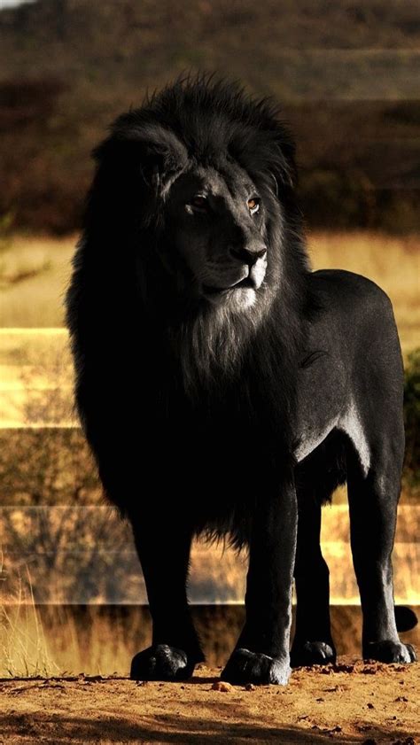 Melanistic Lion Gorgeous Majestic Animals Rare Animals Animals And
