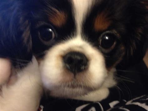 Cavalier King Charles Japanese Chin Mix Love My Puppy Cavalier King