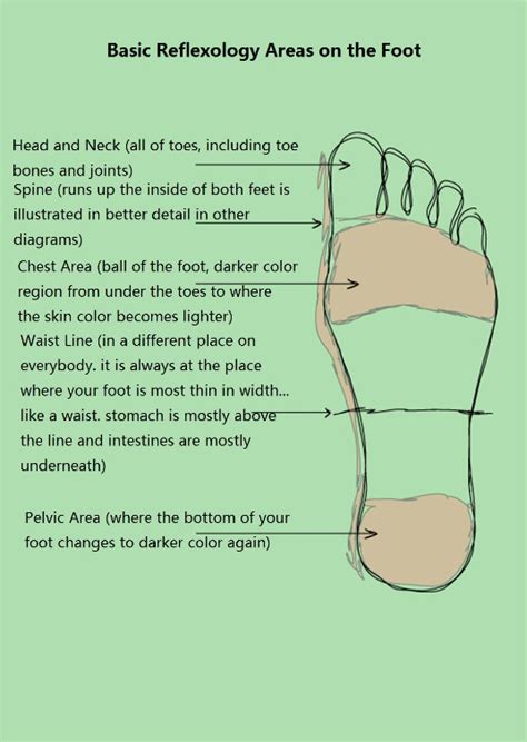 Can be easily broken and slice the spinal cord. Reflexology Foot Chart | New Health Guide