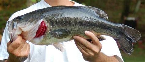 What Do Largemouth Bass Eat Learn About Diet Bait And More