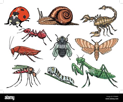 Set Of Insects Stock Vector Image And Art Alamy