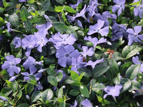 Check spelling or type a new query. Kleines Garten-Immergrün 'Josefine' - Vinca minor ...