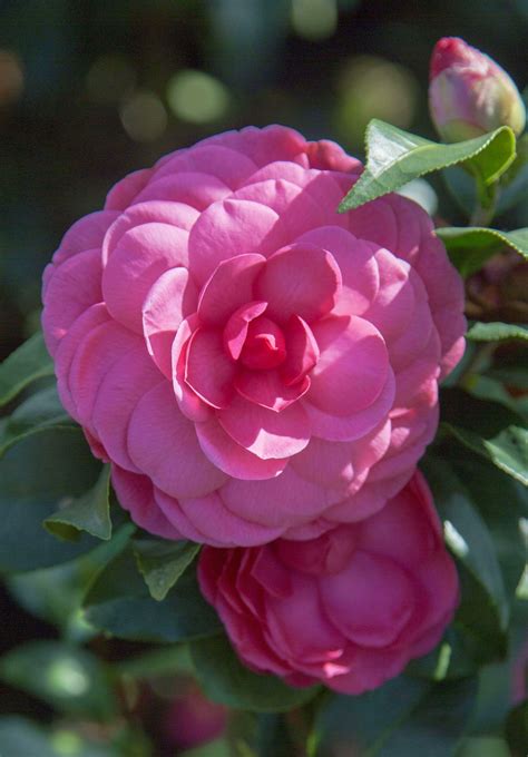 But sometimes love finds you when and where you least expect it. Early Wonder Camellia - Shrub with Large Pink Double ...