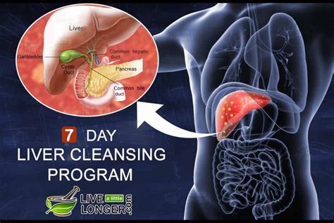 A major function of the liver is to process substances in the blood. Natural 7-Day Liver Cleanse Diet Plan For Complete Detox