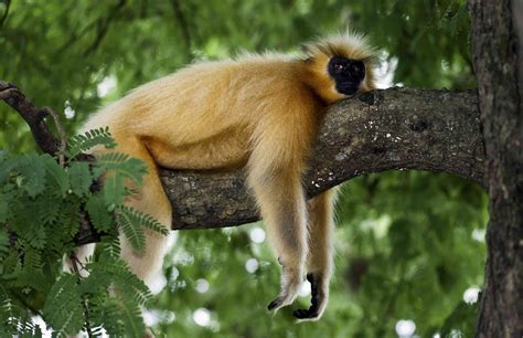 Meet The Planets 25 Most Endangered Primates