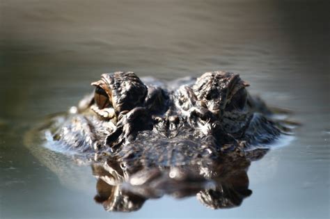 Heres A Guy Getting Chased By A Menacing Alligator On Foot While