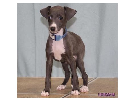 Italian greyhound puppies for sale in ohio select a breed. Italian Greyhound Puppies - Visit Petland in Columbus, Ohio