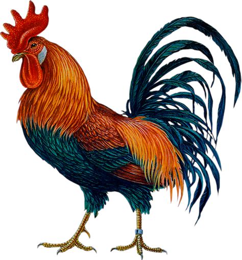 Rooster Png Images Transparent Background Png Play