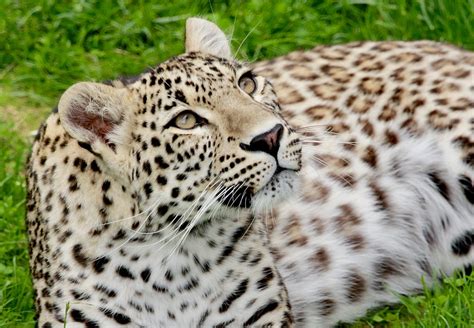 Predator Nature Snow Leopard Free Photo On Pixabay Pixabay