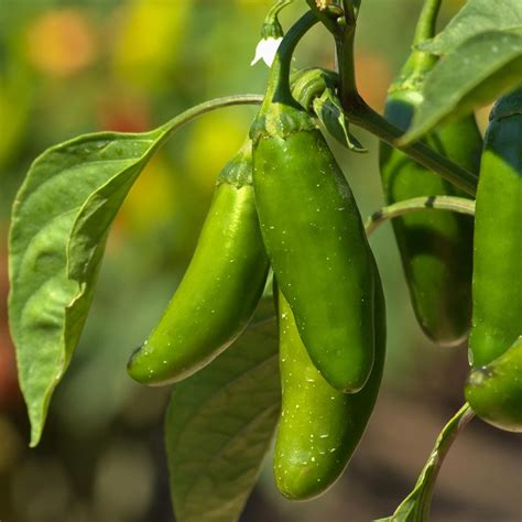 Early Jalapeño Pepper Capsicum Annuum Annies Heirloom Seeds