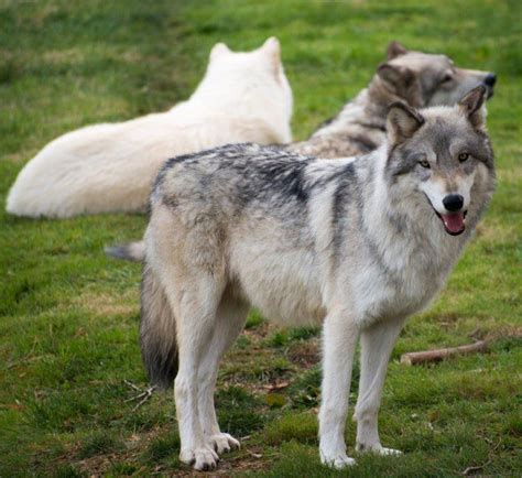 Gray Wolf Cougar Mountain Zoo