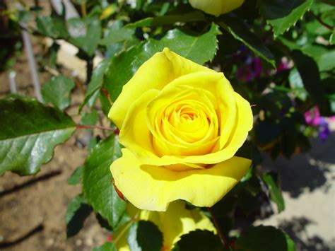 Free Picture Yellow Rose