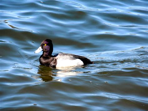 Duck Wblue Bill On Lake Lake Animals Bird