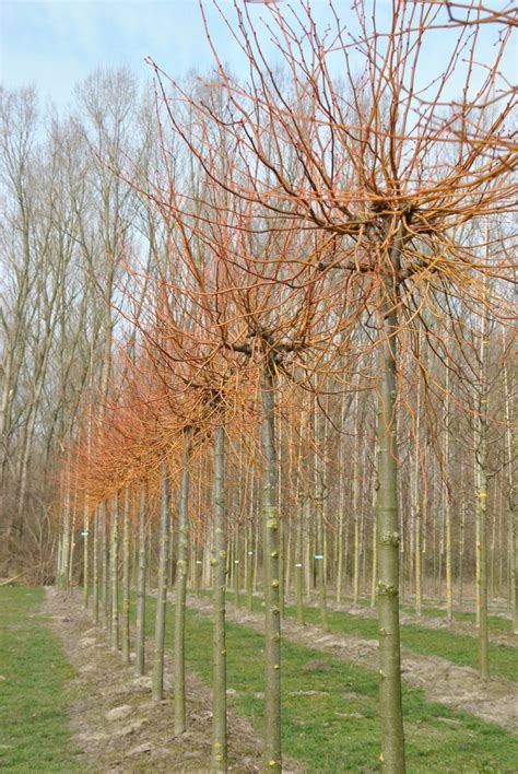 Tilia Cordata Winter Orange Tilia Cordata Winter Orange Van Den