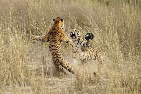 Psbattle Tigers Fighting One Of This Years Natgeo Photo Contest