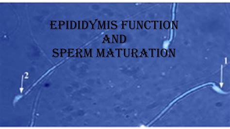 Epididymis Structure And Maturation Of Sperm YouTube