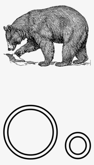 Realistic Bear Clip Art Free Transparent Png Download Pngkey