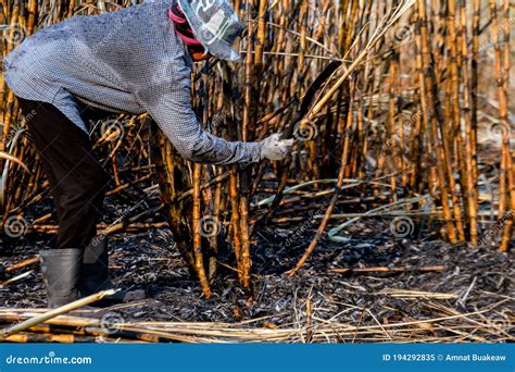 Sugarcane Farmers In Sugar Cane Field Worker In Burn Sugarcane Plantation In The Harvest Season