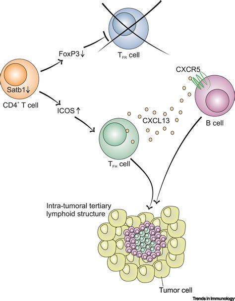 Tfh Cells Induce Intratumoral Tertiary Lymphoid Structures Trends In