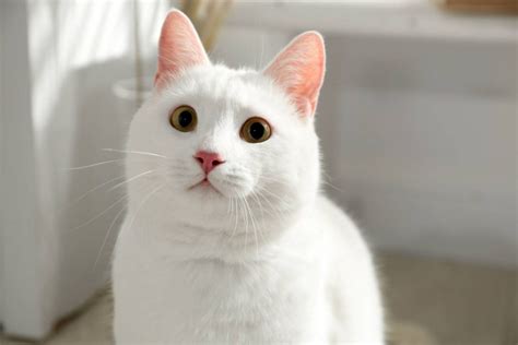 Khao Manee Alles Over Kattenrassen De Nieuwe Kat