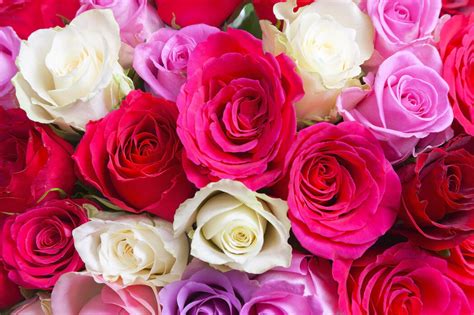 Beautiful Pictures Of Roses 10 Most Beautiful Roses For Your Garden