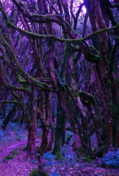 Purple Forest Scotland All Nature Nature Beauty Science Nature