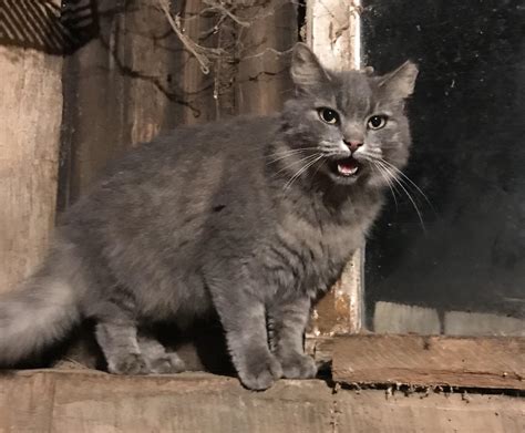 One Of The Barn Cats Went Missing Months Ago We Figured A Coyote Or