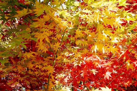 Yellow Red And Green Maple Leaves Stock Image Image Of Maple Fall