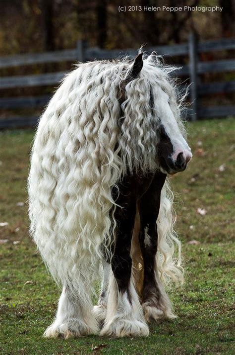 Exotic Horse Breeds With Amazing Hair Nature Babamail