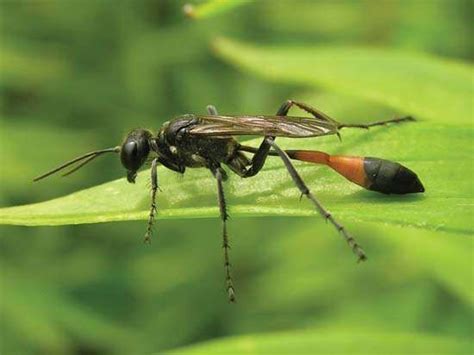 Thread Waisted Wasp Insect