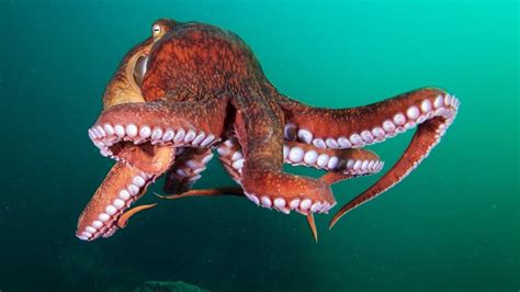 Octopus Sealife Underwater Ocean Sea Wallpaper 1920x1080 434651