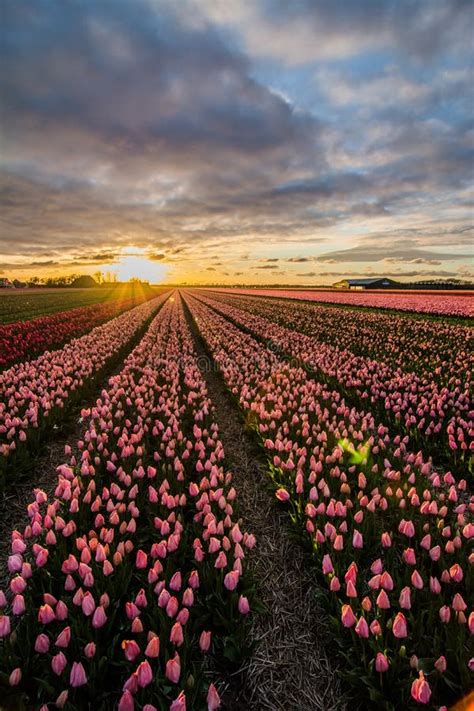 Field Of Tulips With A Cloudy Sky In Hdr Stock Photo Image Of Scenic