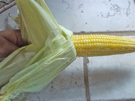 Corn on the cob in the oven is prepped and ready to bake in just 10 minutes. Oven Roasted Corn On the Cob