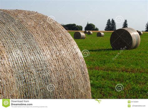 Wrapped Hay Bales In Manitoba Stock Image Image Of Manitoba Wrapped