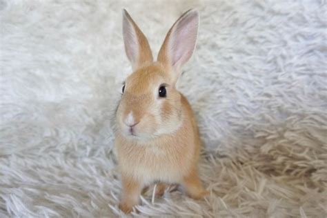 Rabbit For Adoption Marshmallow Tm A Palomino In Los Angeles Ca