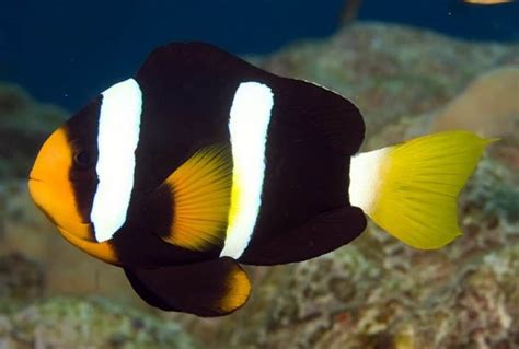 Clownfish Varieties 9 Most Popular Clownfish For The Home Aquarium