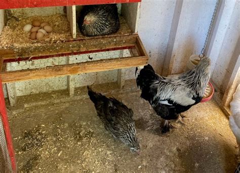 Poultry Enterprises Take Precautions Against Avian Influenza The Eastern Door