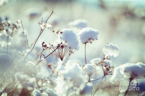 Winter Flowers Photograph By Monika Wisniewska
